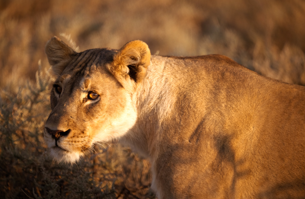 A lioness bathed in golden light holds a steady, watchful gaze.